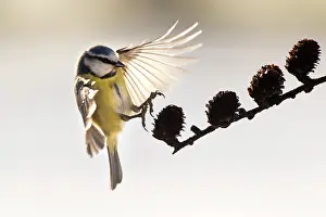Gardenbird: Blue Tit