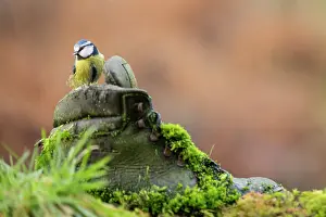 Essex: Blue Tit