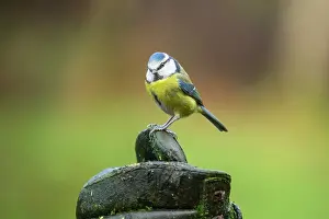 Essex: Blue Tit