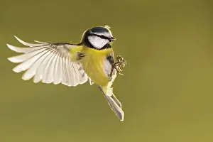 Gardenbird: Blue Tit