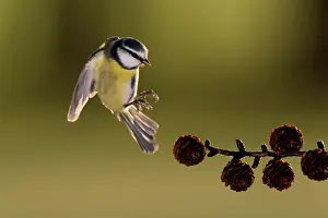 Gardenbird: Blue Tit