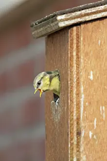 Losser: Blue Tit