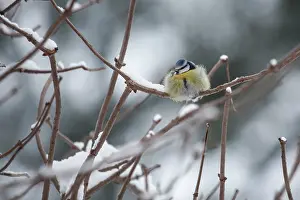 Elderberry: Blue Tit