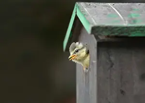Nestbox: Blue Tit