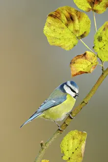Ijsseldelta: Blue Tit