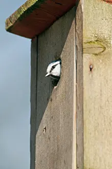 Nestbox: Blue Tit