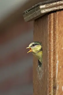 Birdhouse: Blue Tit