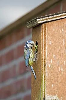 Losser: Blue Tit