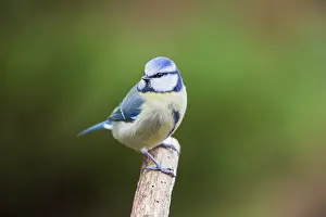 Essex: Blue Tit