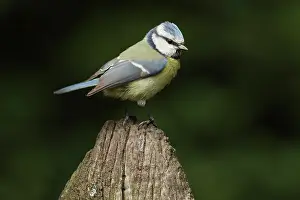Insectivorous: Blue Tit