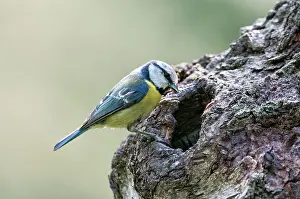 Nesthole: Blue Tit