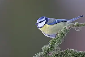 Kreis: Blue Tit