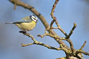 Kreis: Blue Tit