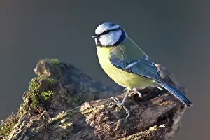 Kreis: Blue Tit