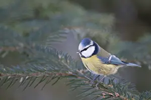 Kreis: Blue Tit
