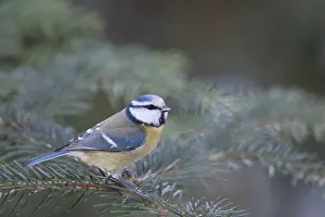 Kreis: Blue Tit