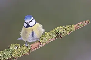 Kreis: Blue Tit