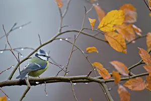 Kreis: Blue Tit