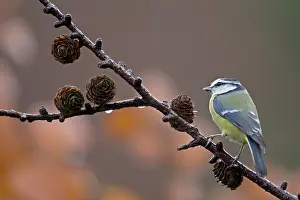 Kreis: Blue Tit