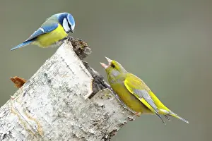 Chloris: Blue Tit