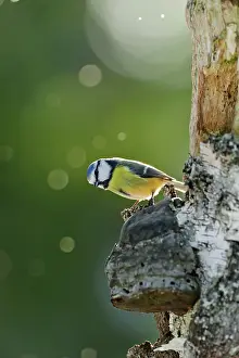 Smxe5land: Blue Tit