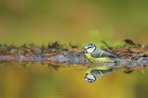 Poll: Blue Tit