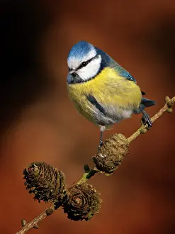 Zeist: Blue Tit