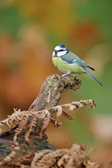 Goor: Blue Tit
