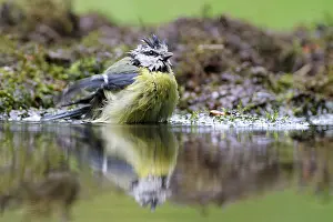 Twente: Blue Tit