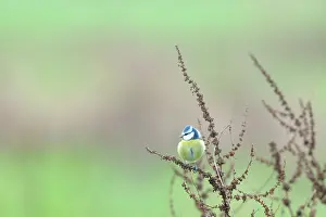 Zalk: Blue Tit
