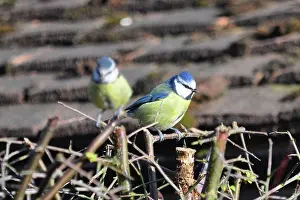 Robin Boswell: Blue Tit