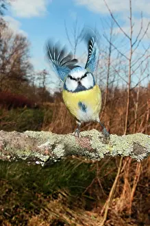 Caeruleus: Blue Tit