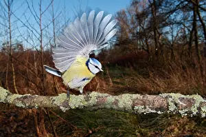 Caeruleus: Blue Tit
