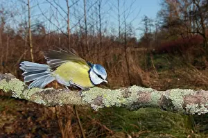 Caeruleus: Blue Tit
