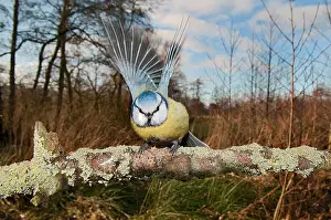 Caeruleus: Blue Tit