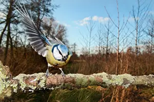 Caeruleus: Blue Tit