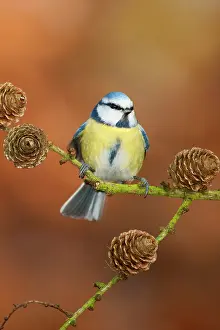 Caeruleus: Blue Tit