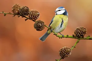 Caeruleus: Blue Tit