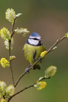 Caeruleus: Blue Tit