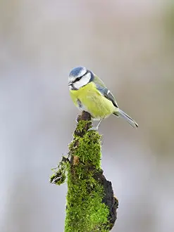 Caeruleus: Blue tit