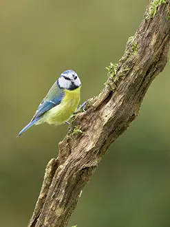 Caeruleus: Blue tit