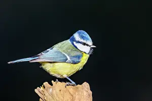 Caeruleus: BLUE TIT