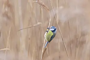 Sven-erik Arndt: Blue Tit