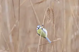 Reed: Blue Tit