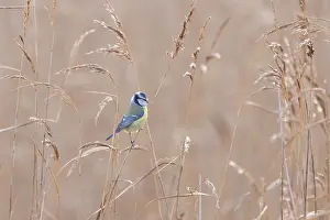 Sven-erik Arndt: Blue Tit