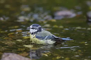 100118: Blue Tit - adult bird bathing - Germany