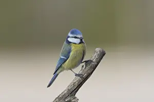 100118: Blue Tit - adult bird - Germany