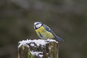 100118: Blue Tit - adult bird in winter - Germany