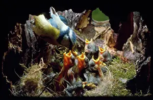Monica Goth: BLUE TIT - adult feeding chicks, 8 days old