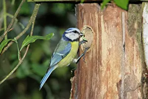 Nestbox: Blue Tit - adult with food at nestbox entrance